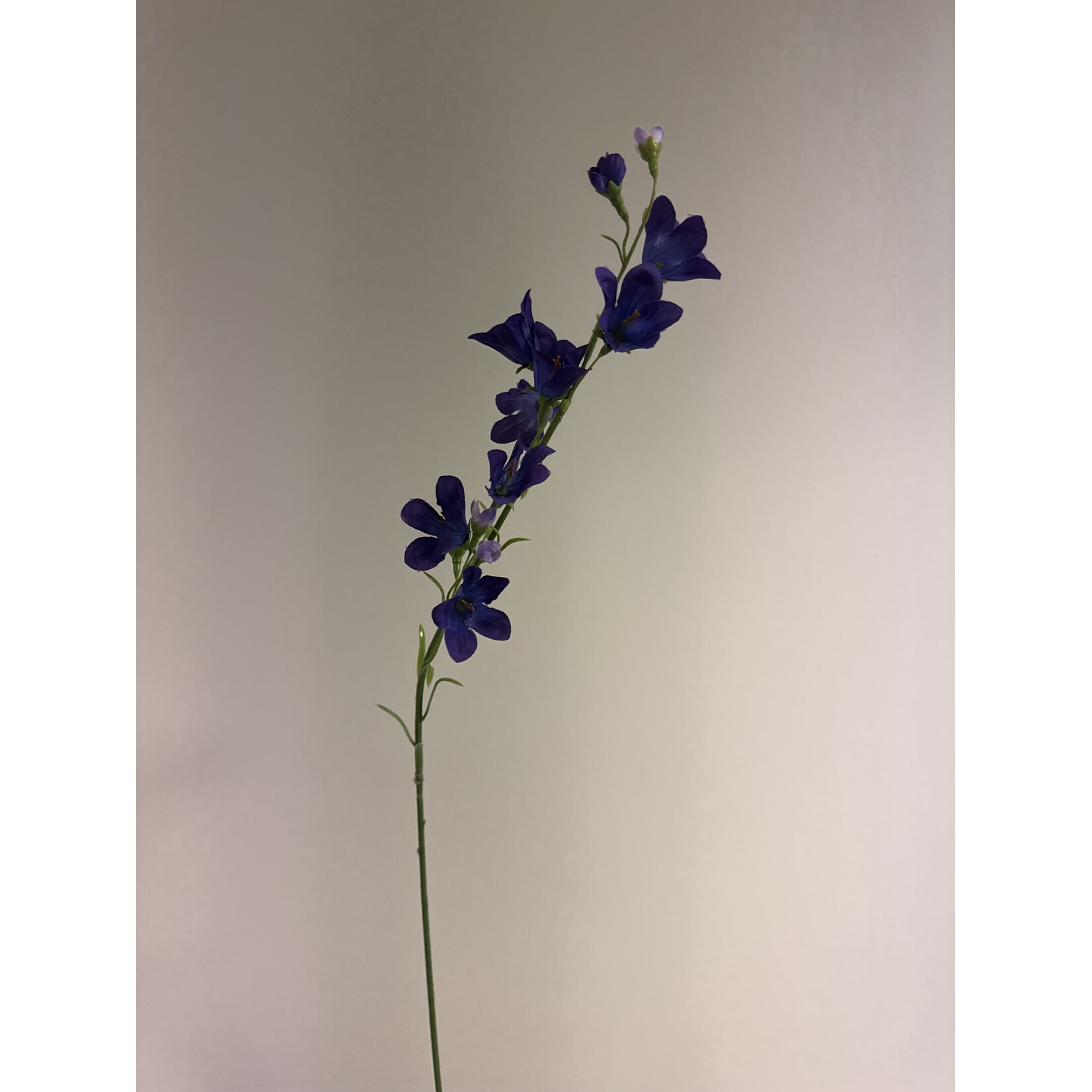 CAMPANULA | PAARS | 66 CM