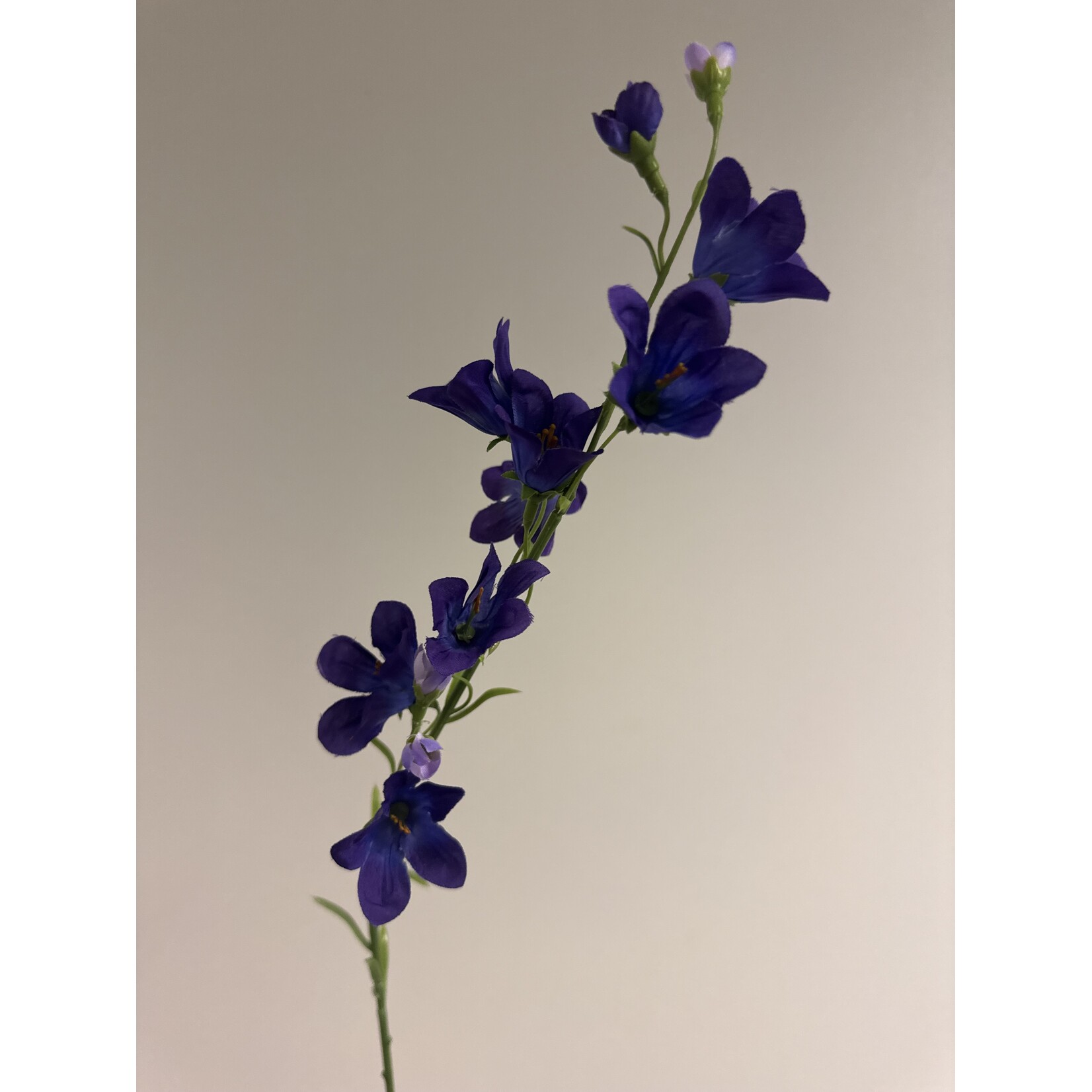 CAMPANULA | PAARS | 66 CM