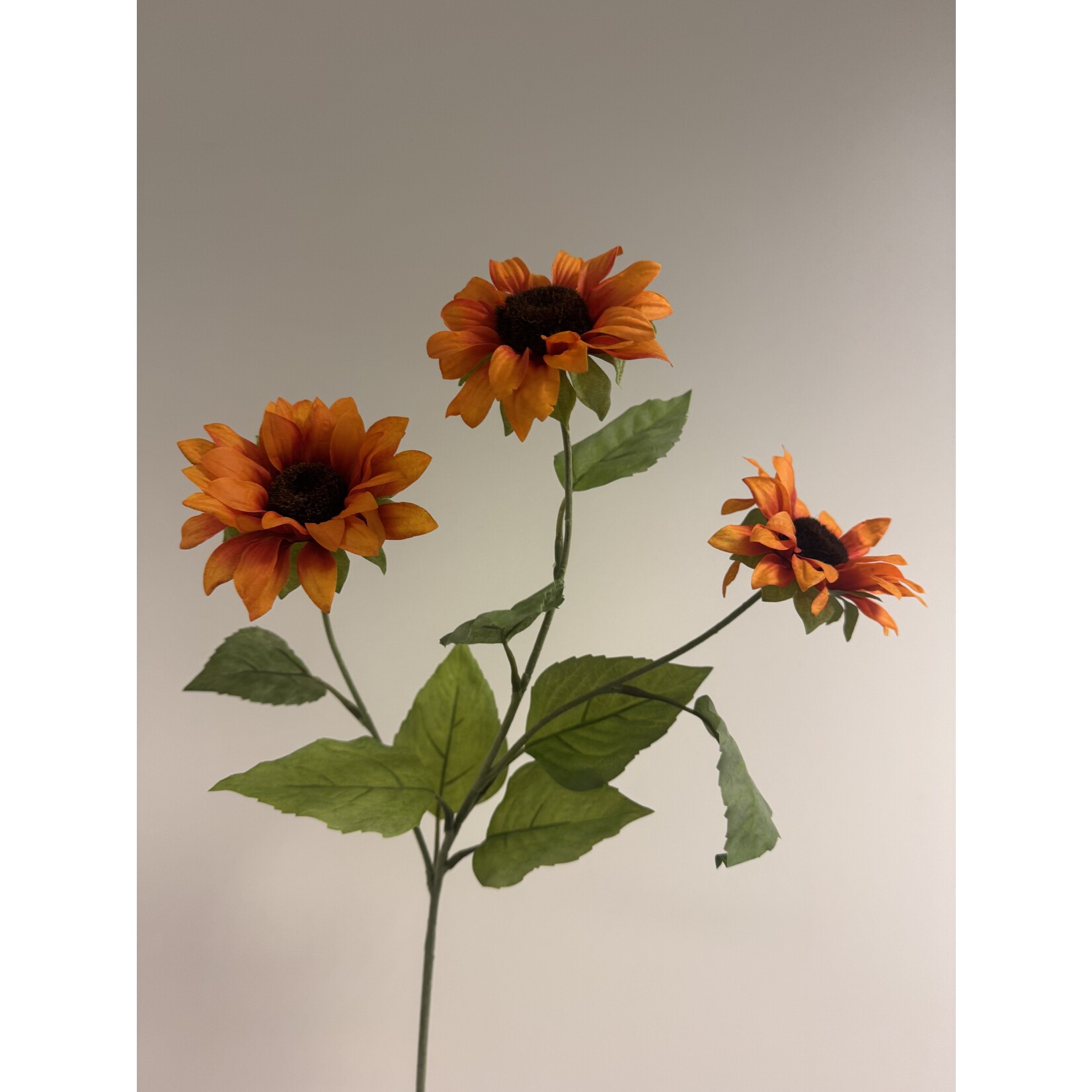 ASTER | ORANJE | 80 CM