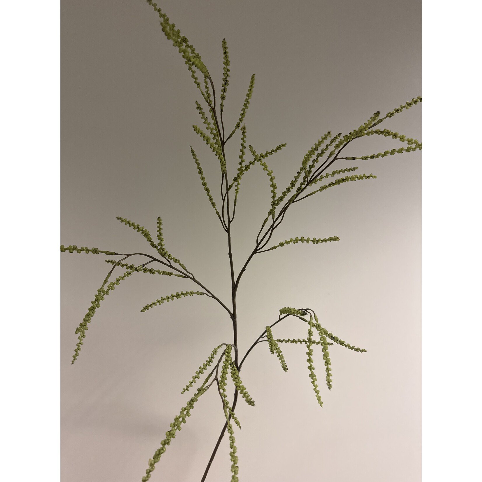 ASTILBE | GROEN | 100 CM