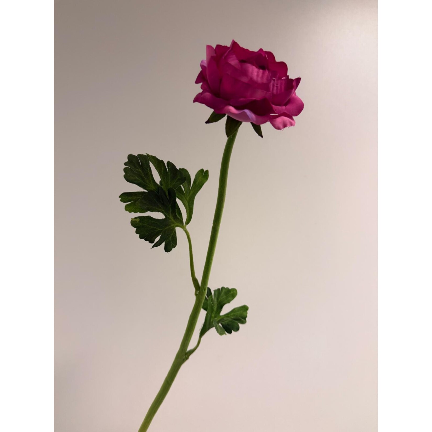 RANUNCULUS | HOT PINK | 46 CM