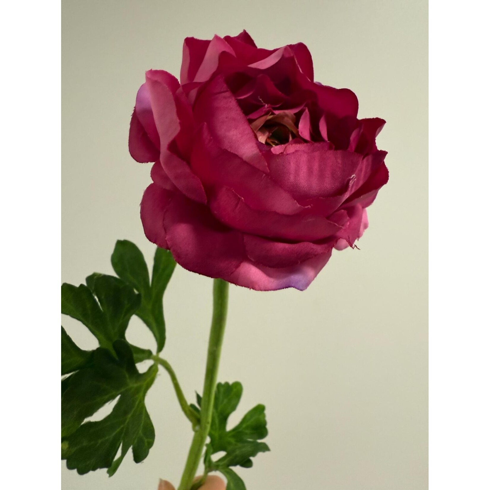 RANONKEL | HARD ROZE | 46 CM