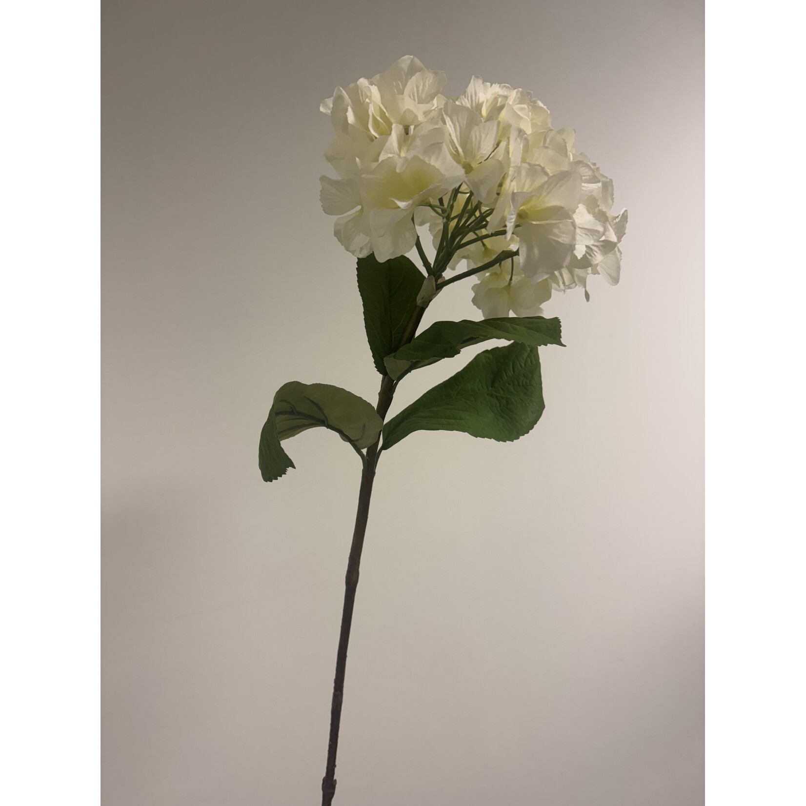 HORTENSIA | WIT | 80 CM