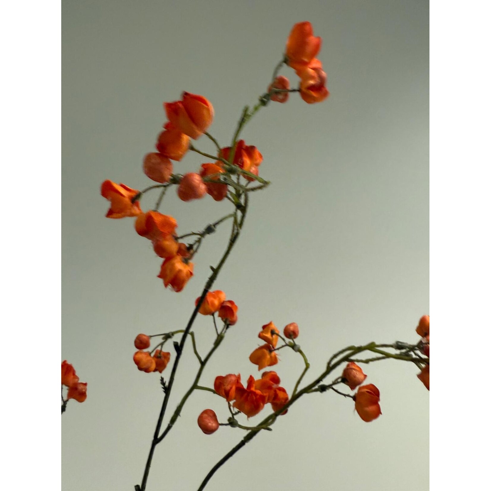 BESSENTAK | ORANJE |  90 CM