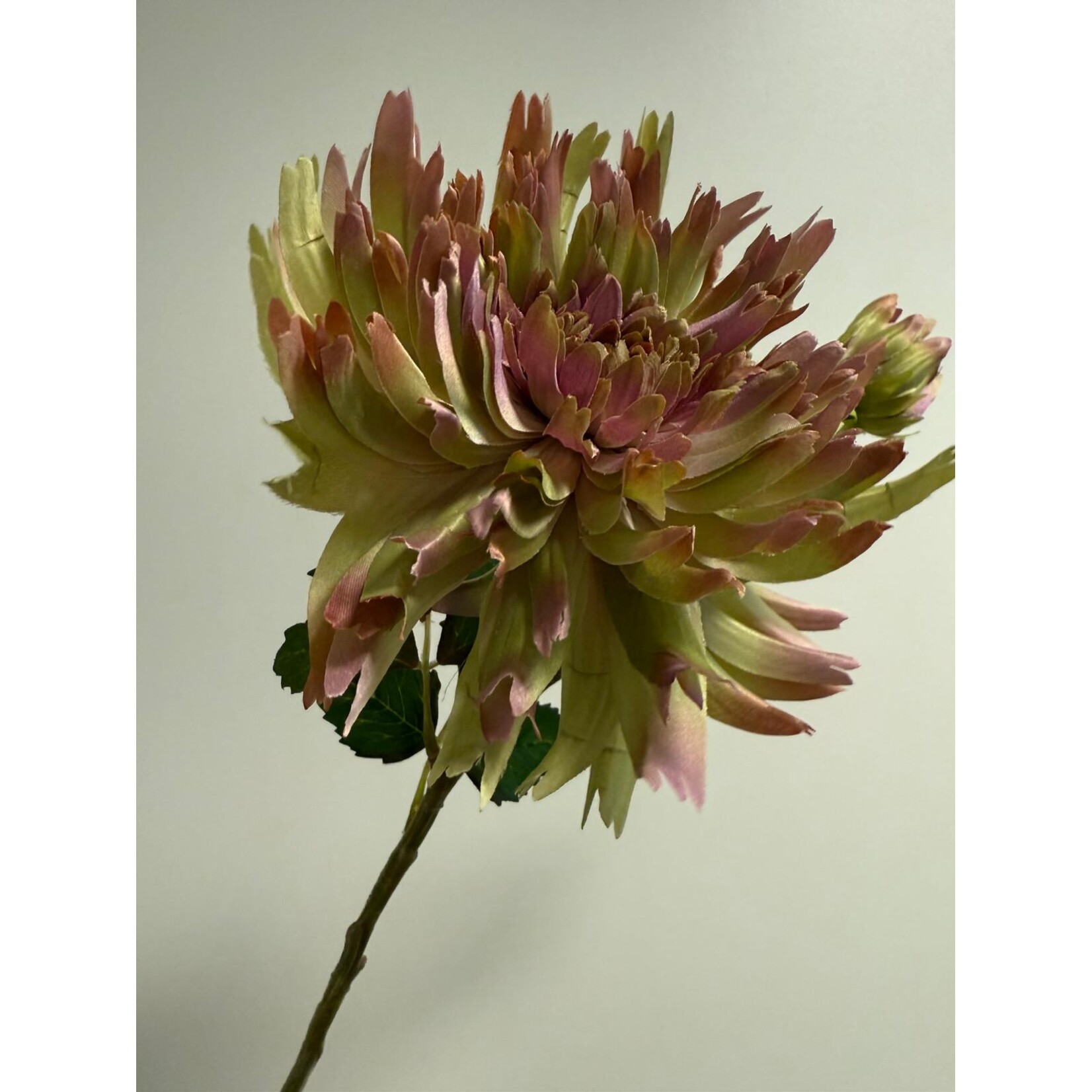 CHRYSANT SPIDER | YELLOW PINK| 54 CM