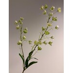 CAMPANULA TELHAM BEAUTY | WIT GROEN | 95 CM