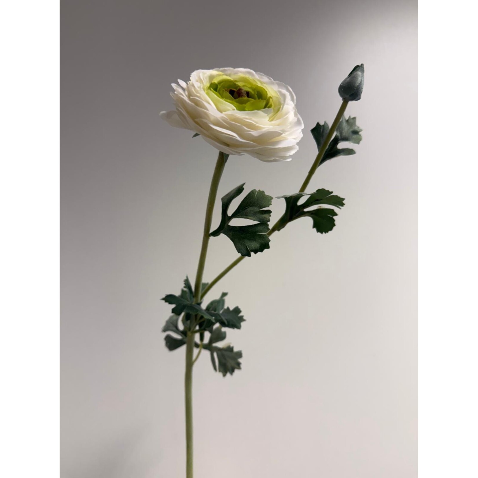 RANUNCULUS REINETTE | WHITE GREEN | 68 CM