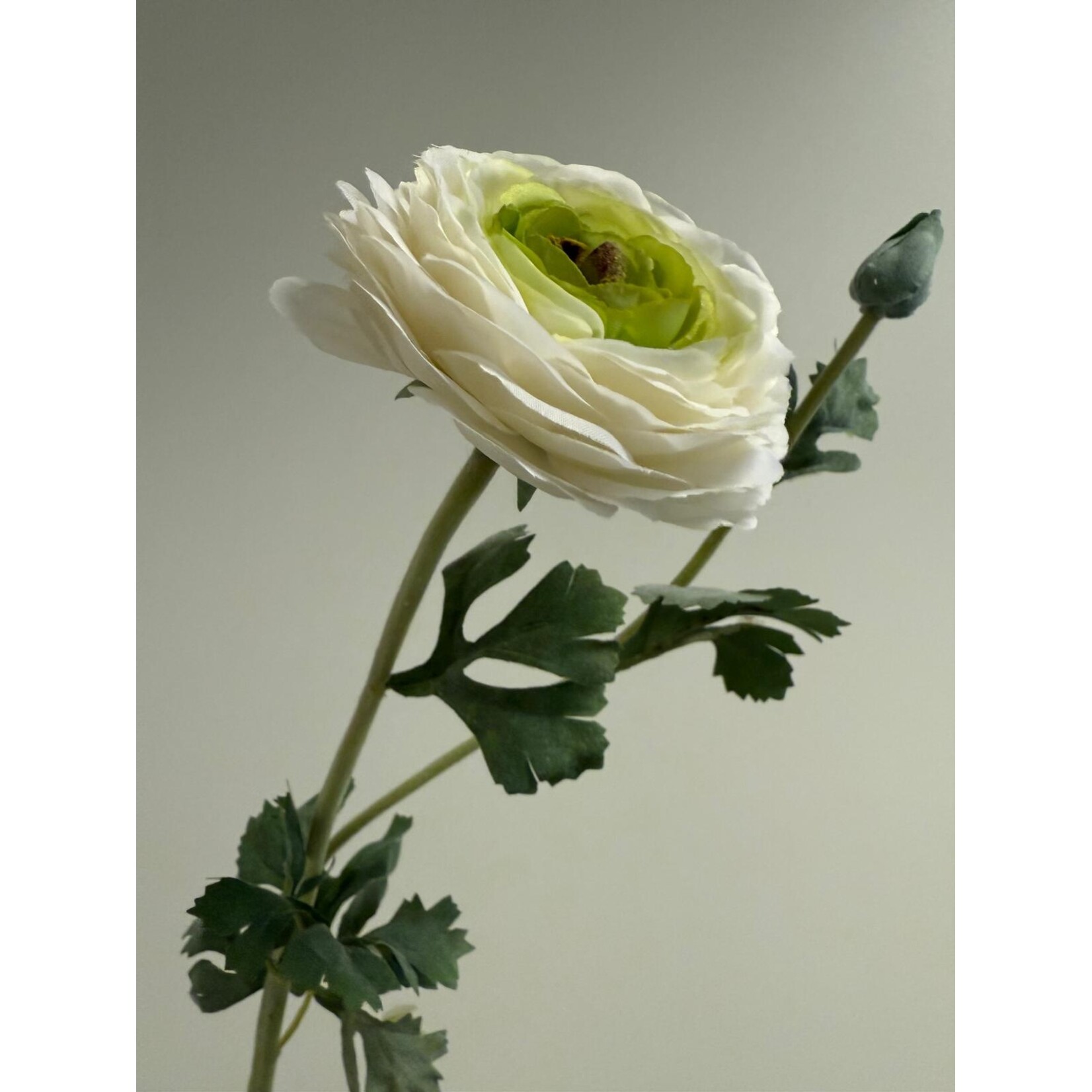 RANUNCULUS REINETTE | WHITE GREEN | 68 CM