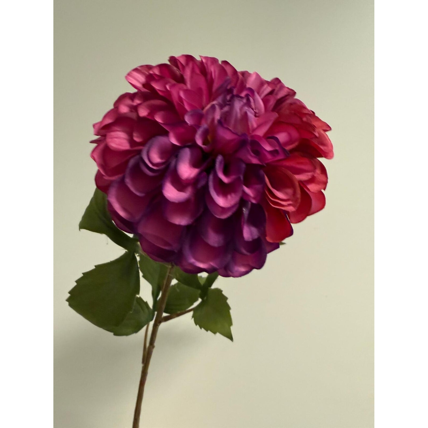 DAHLIA DOWNHAM ROYAL| PURPLE|  90 CM