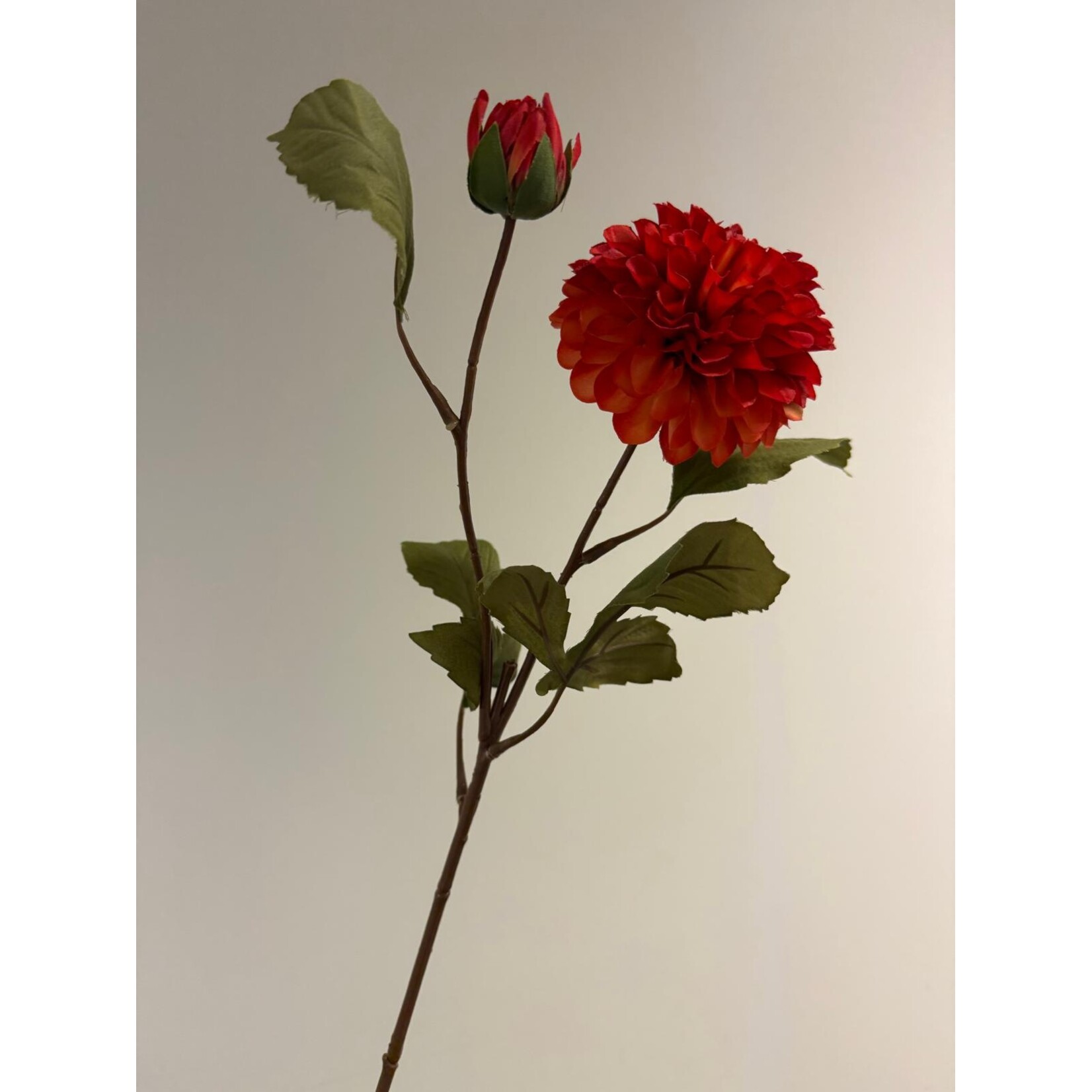 DAHLIA NEW BABY | ORANGE |  60 CM