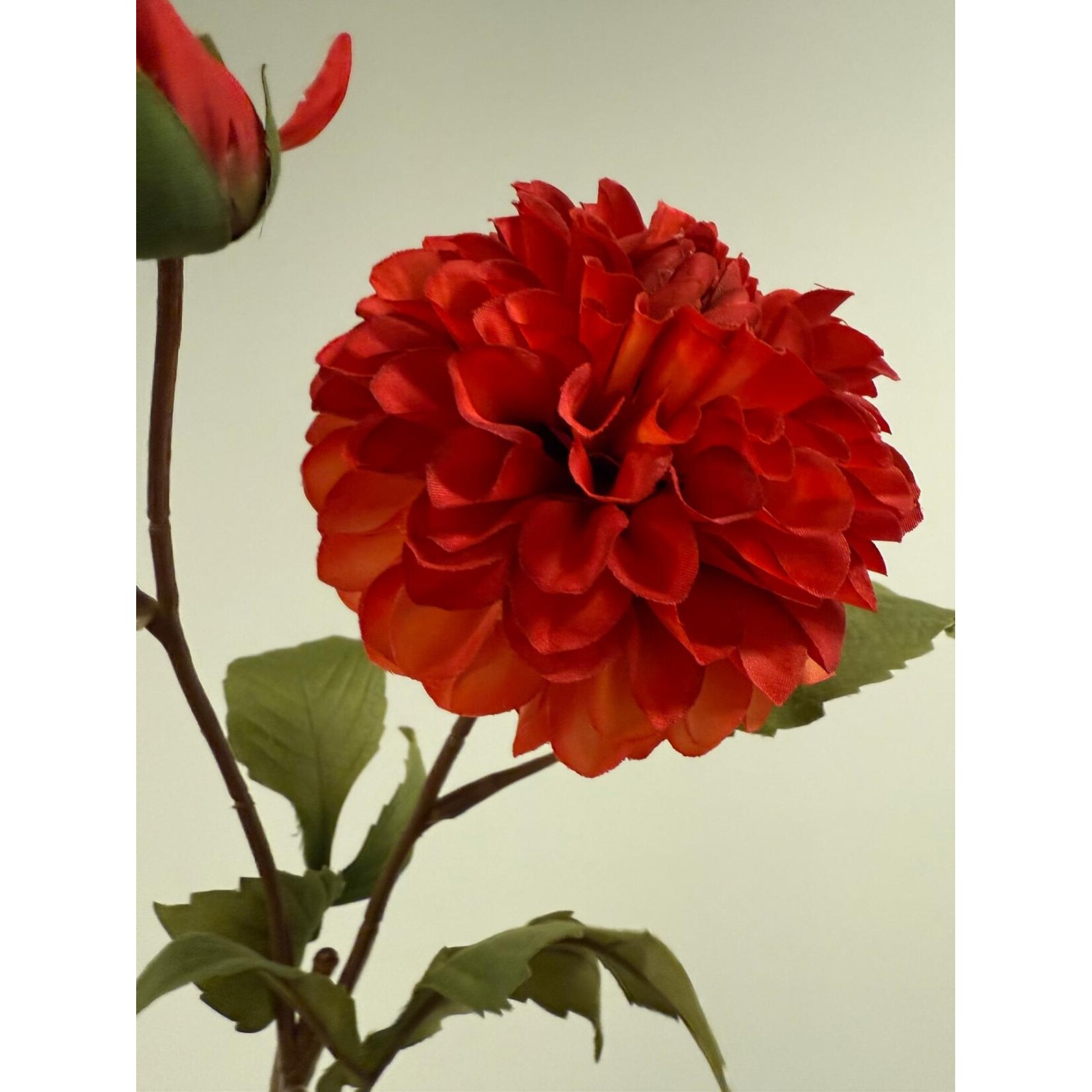 DAHLIA NEW BABY | ORANGE |  60 CM