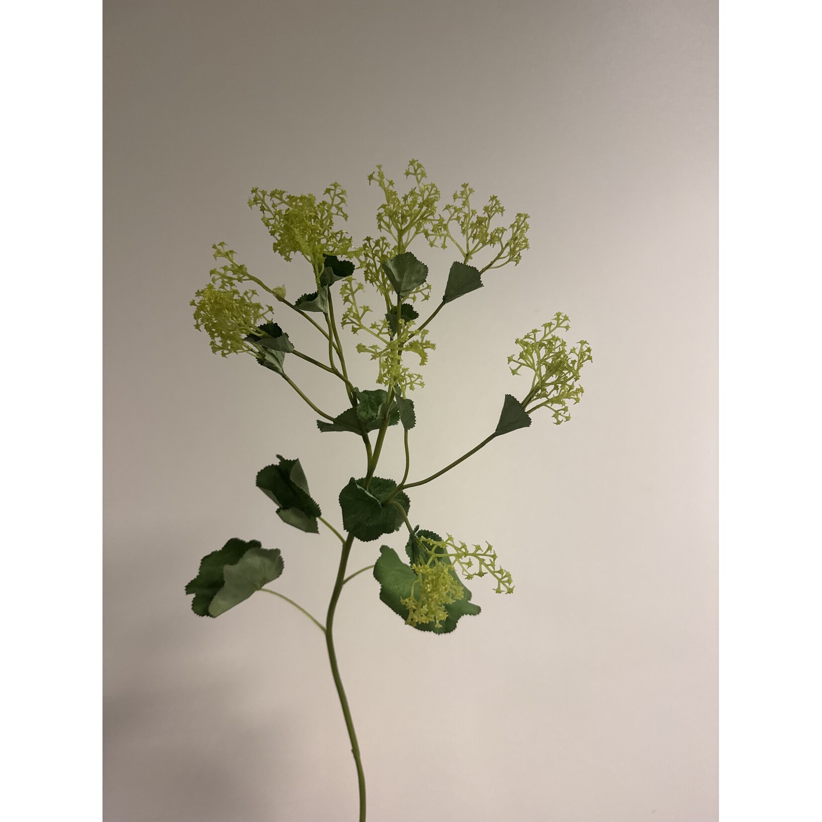LADY'S MANTLE | GREEN | 66 CM