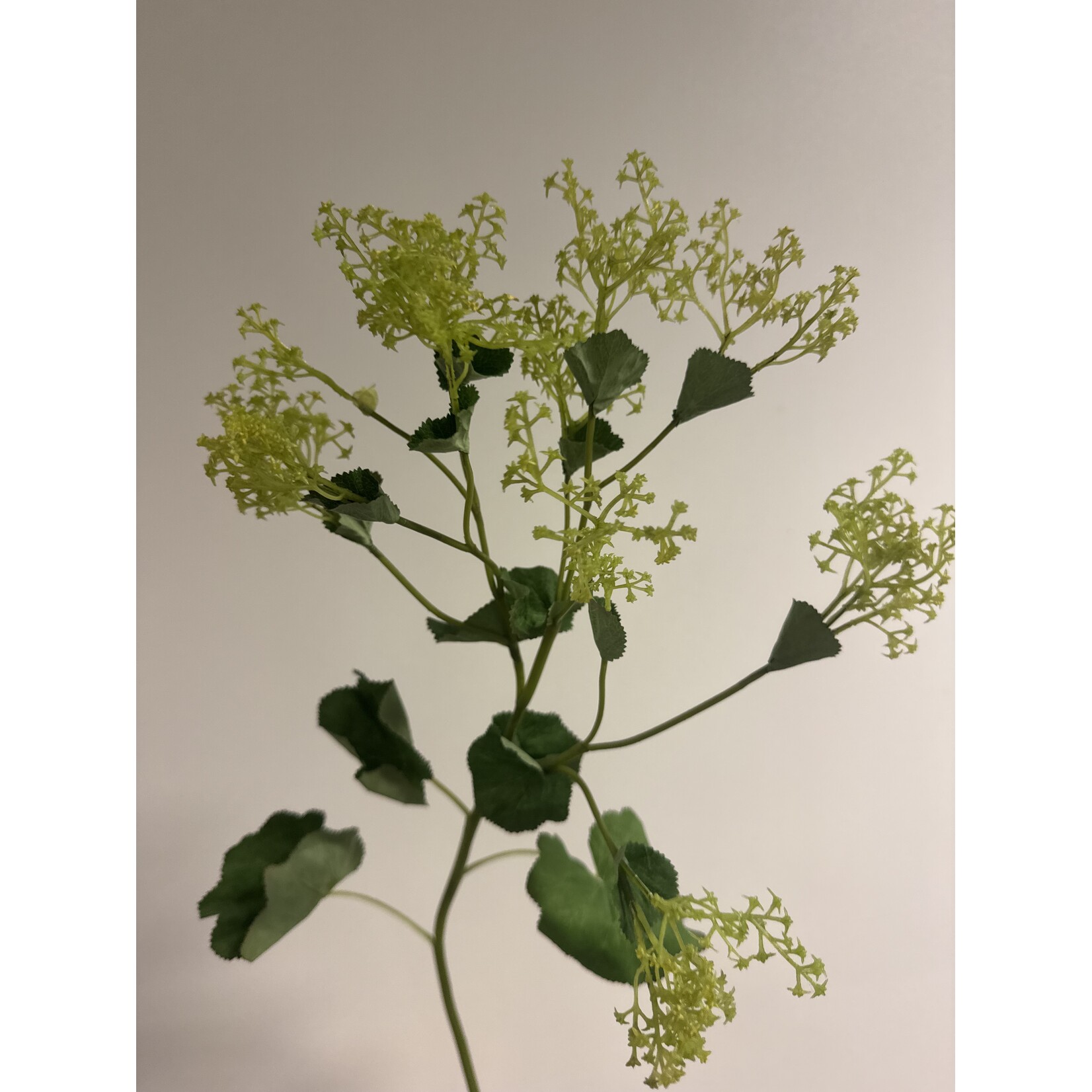 LADY'S MANTLE | GREEN | 66 CM