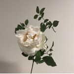 ROSE | WHITE | 40 CM