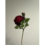 RANONKEL | BORDEAUX | 45 CM