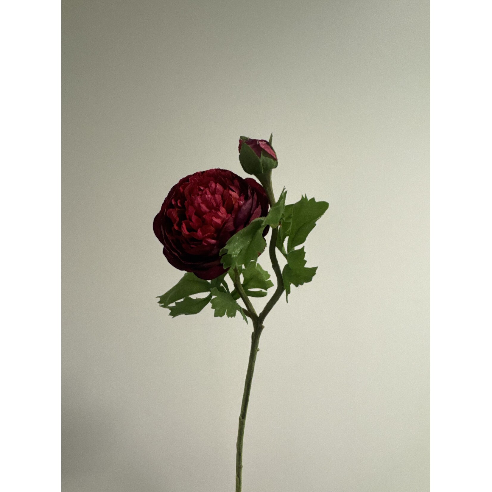 RANONKEL AAZUR  | BORDEAUX | 45 CM