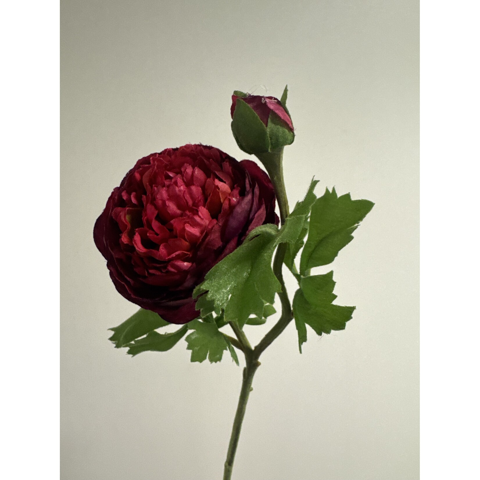 RANUNCULUS AAZUR | BURGUNDY | 45 CM
