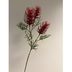 GREVILLEA | ROOD | 83 CM