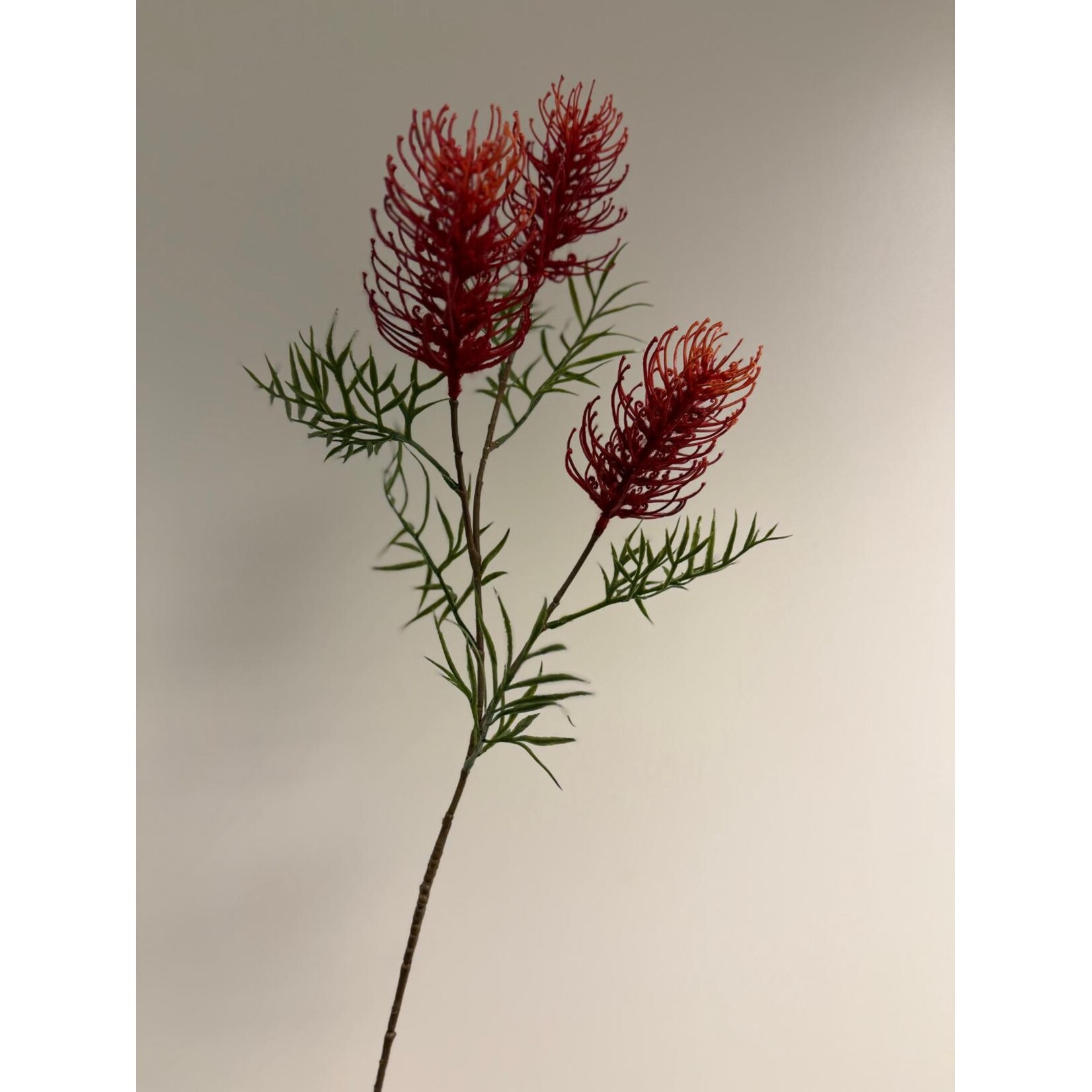 GREVILLEA | ROOD | 83 CM