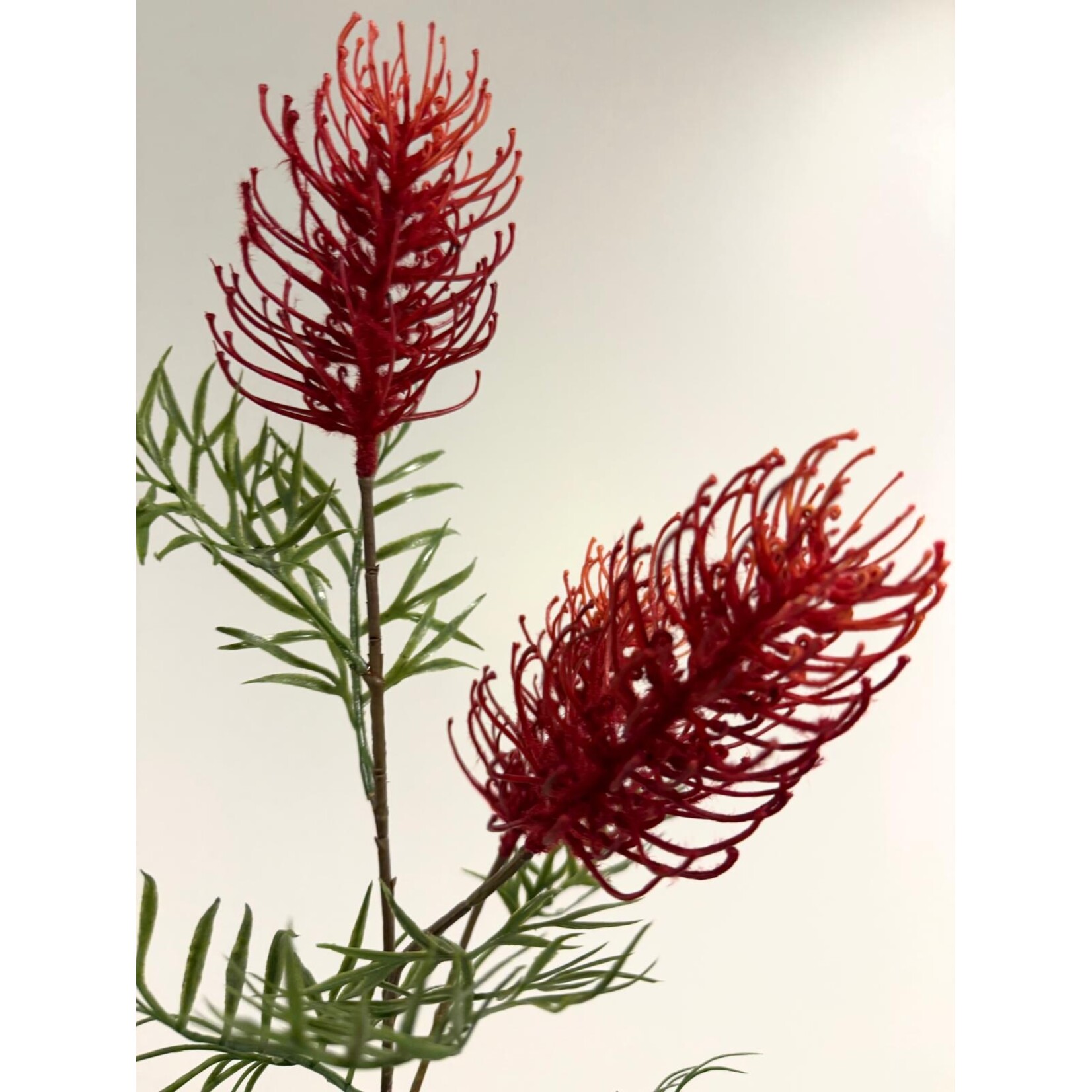 GREVILLEA | ROOD | 83 CM