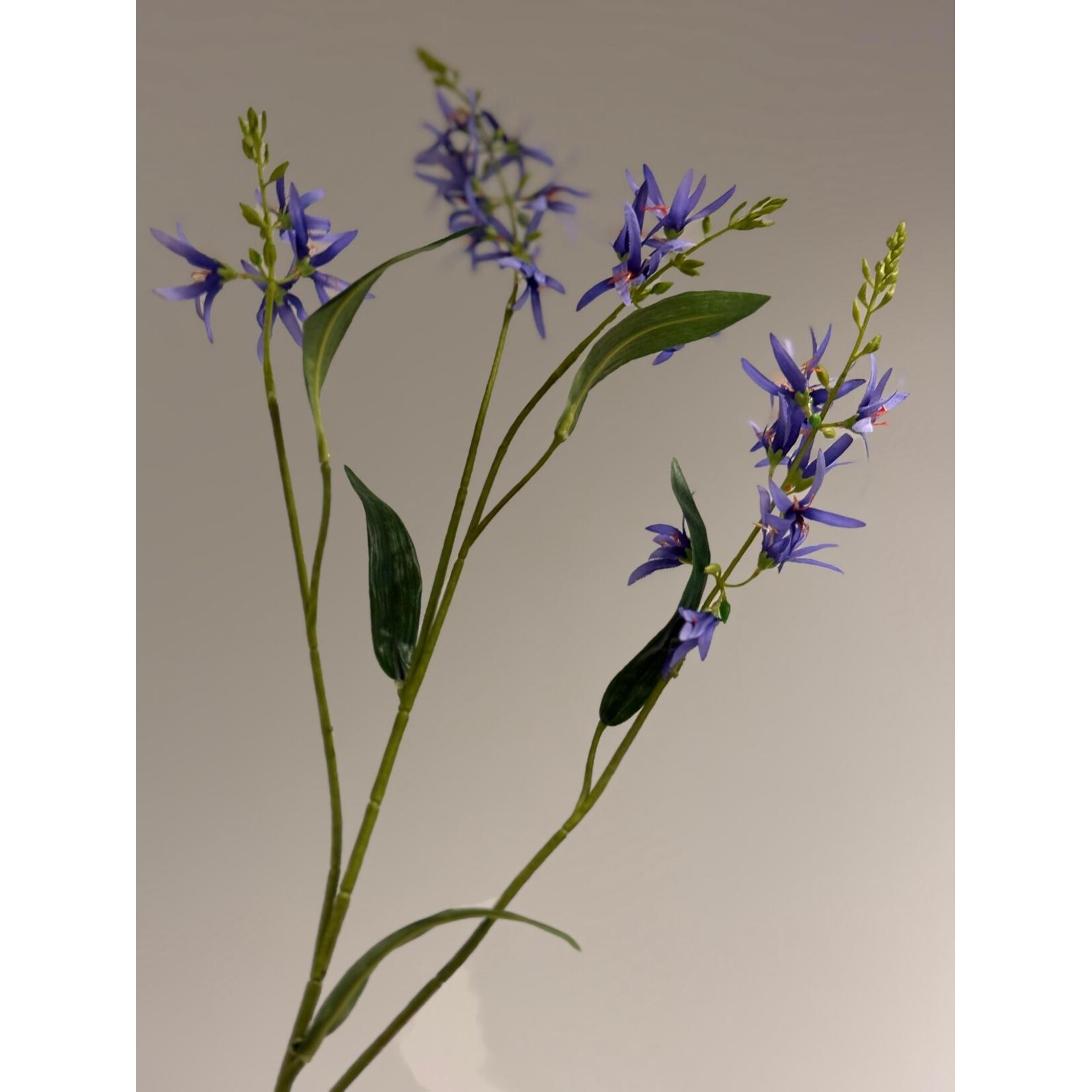 PRAIRIE LELIE | BLAUW | 101 CM