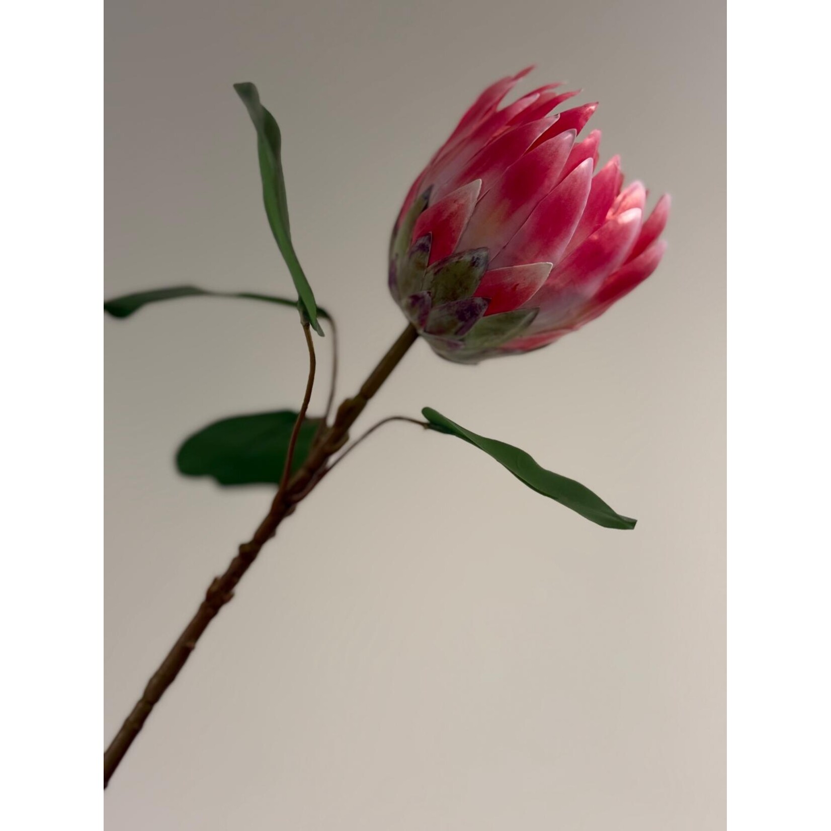 PROTEA BRENDA | ROZE | 53 CM