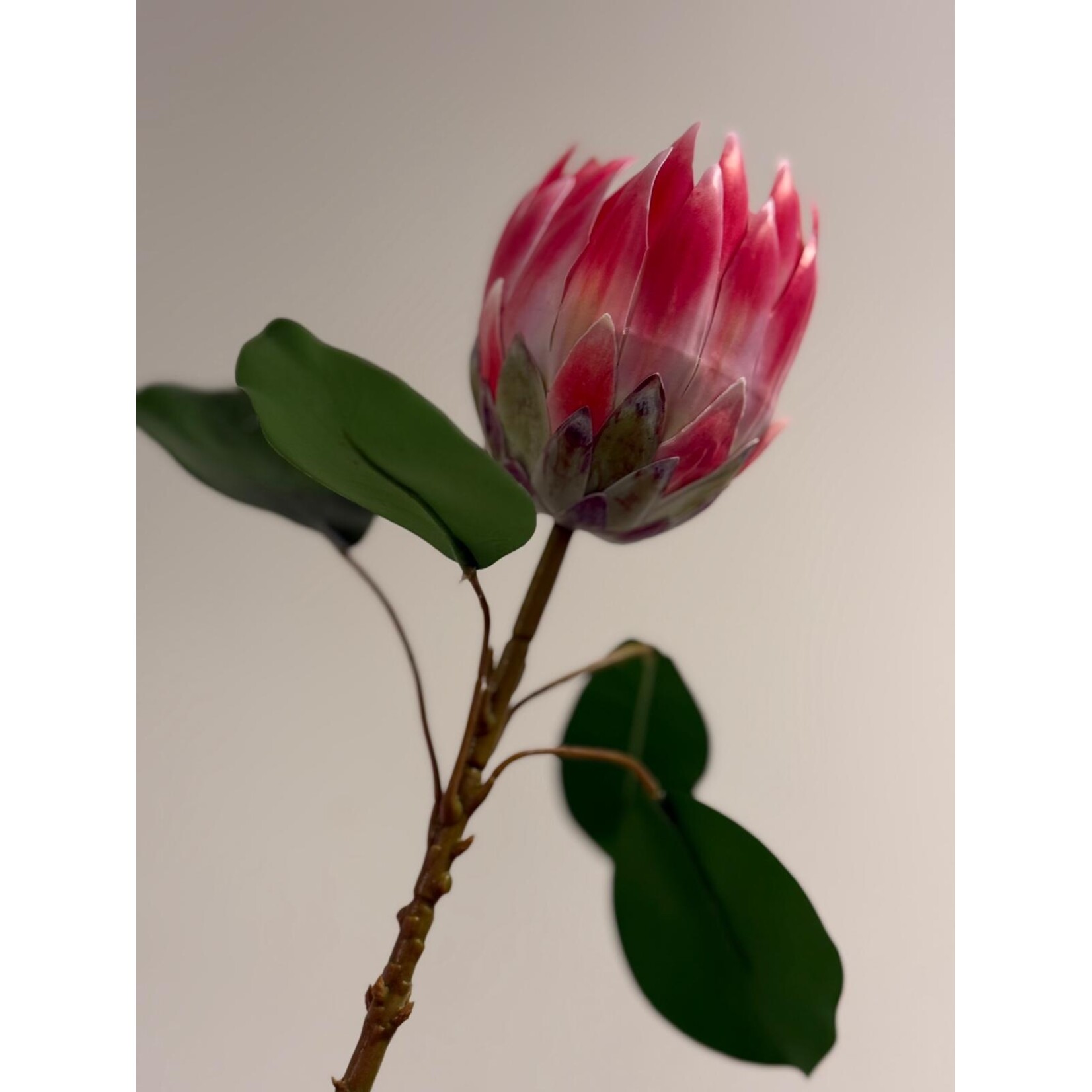 PROTEA BRENDA | ROZE | 53 CM