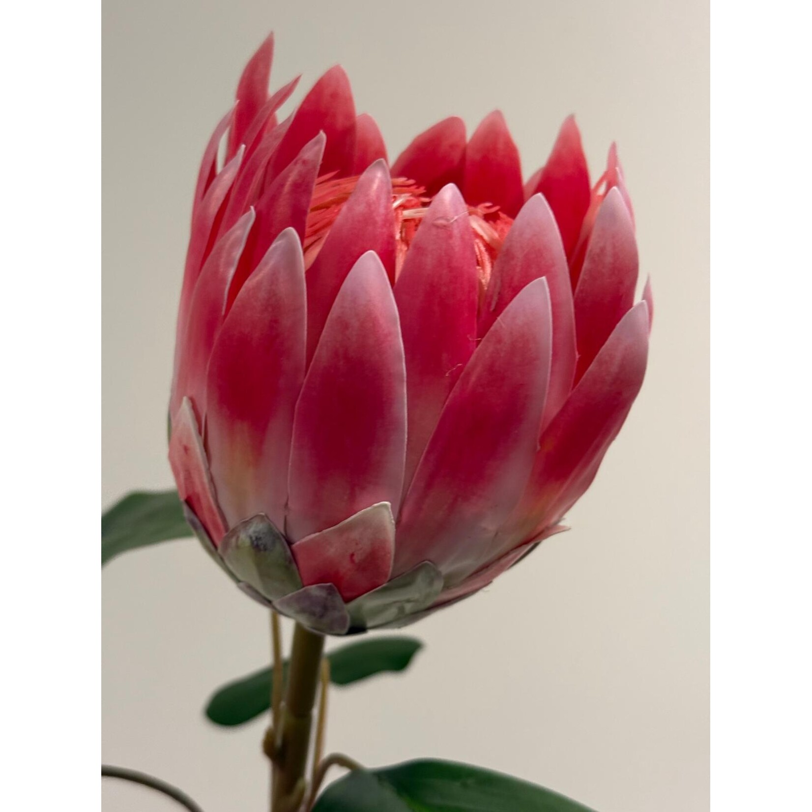 PROTEA BRENDA | ROZE | 53 CM
