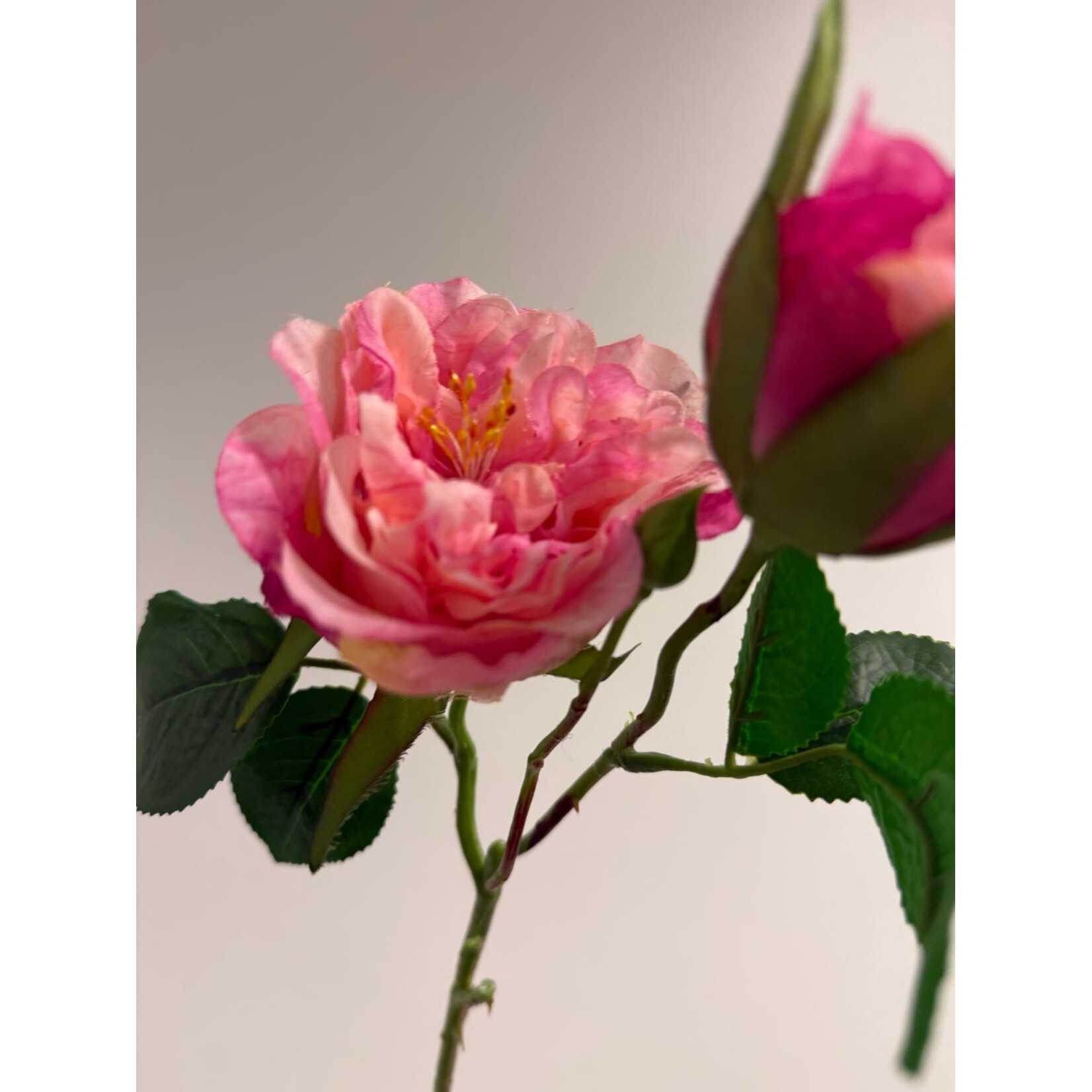 ROOS ETERNAL PASSION | ROZE | 58 CM