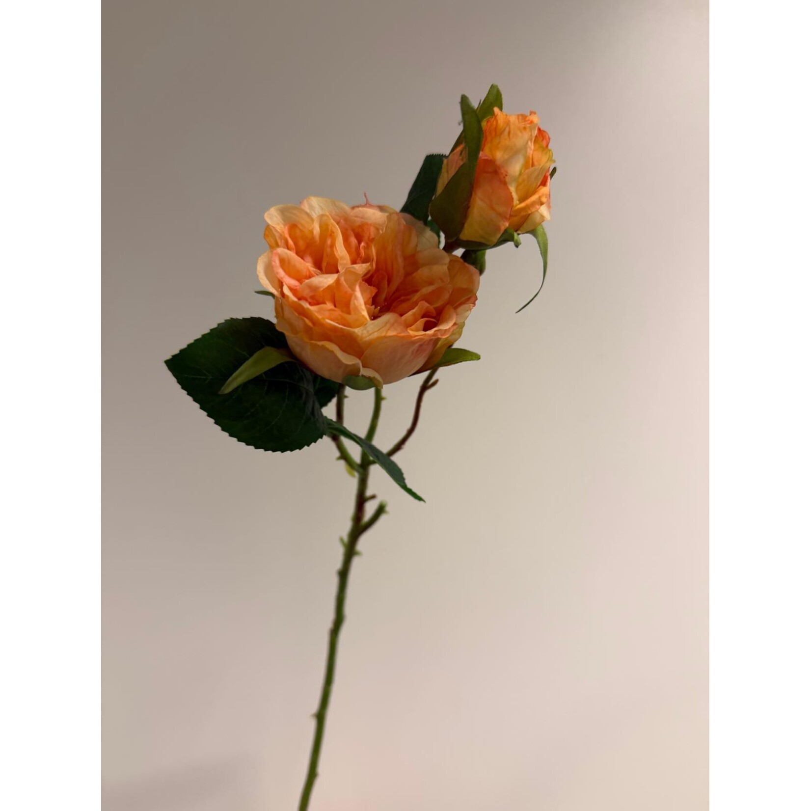 ROOS COPPER IMAGE| ORANJE | 58 CM