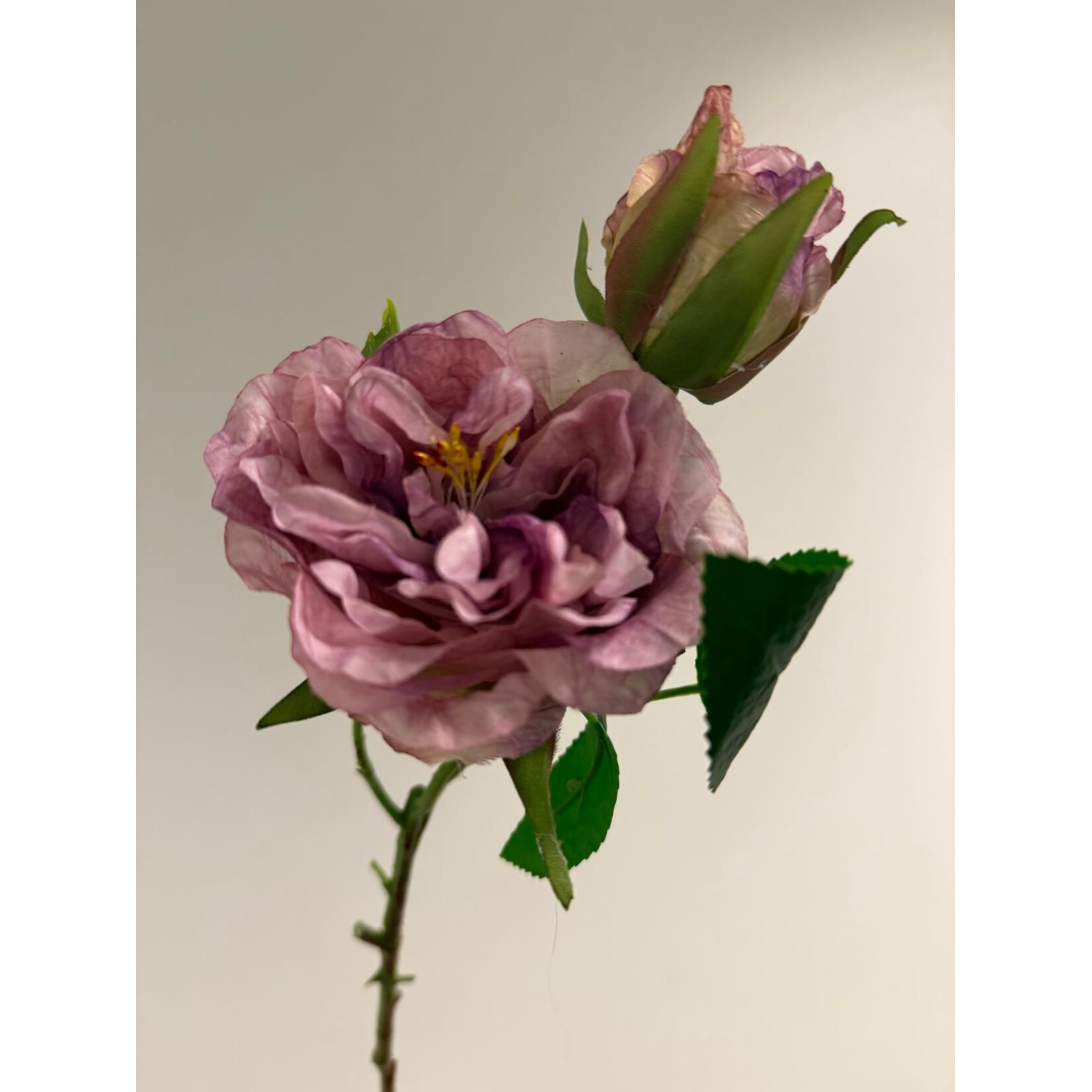 ROSE NOVALIS  | LILAC | 58 CM