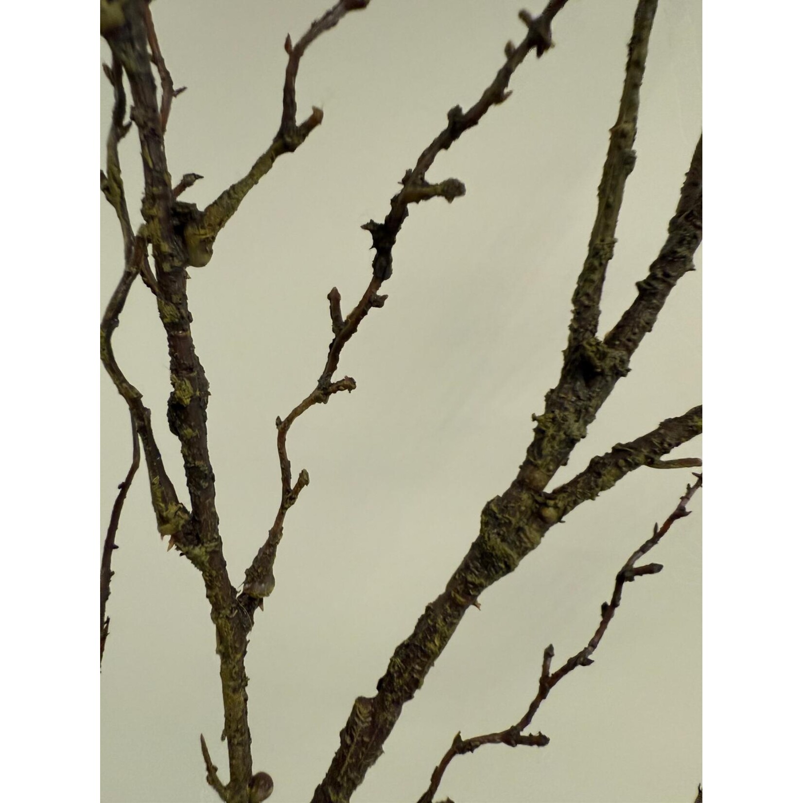 HOUTTAK | BRUIN | 88 CM