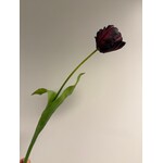 TULP | BORDEAUX | 62 CM