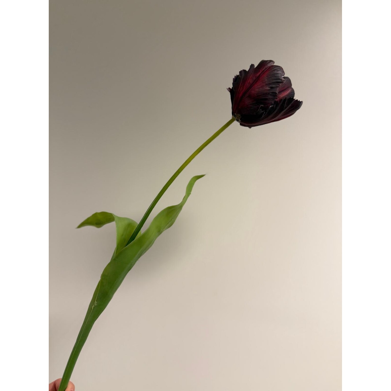 TULP BLACK HERO | BORDEAUX | 62 CM