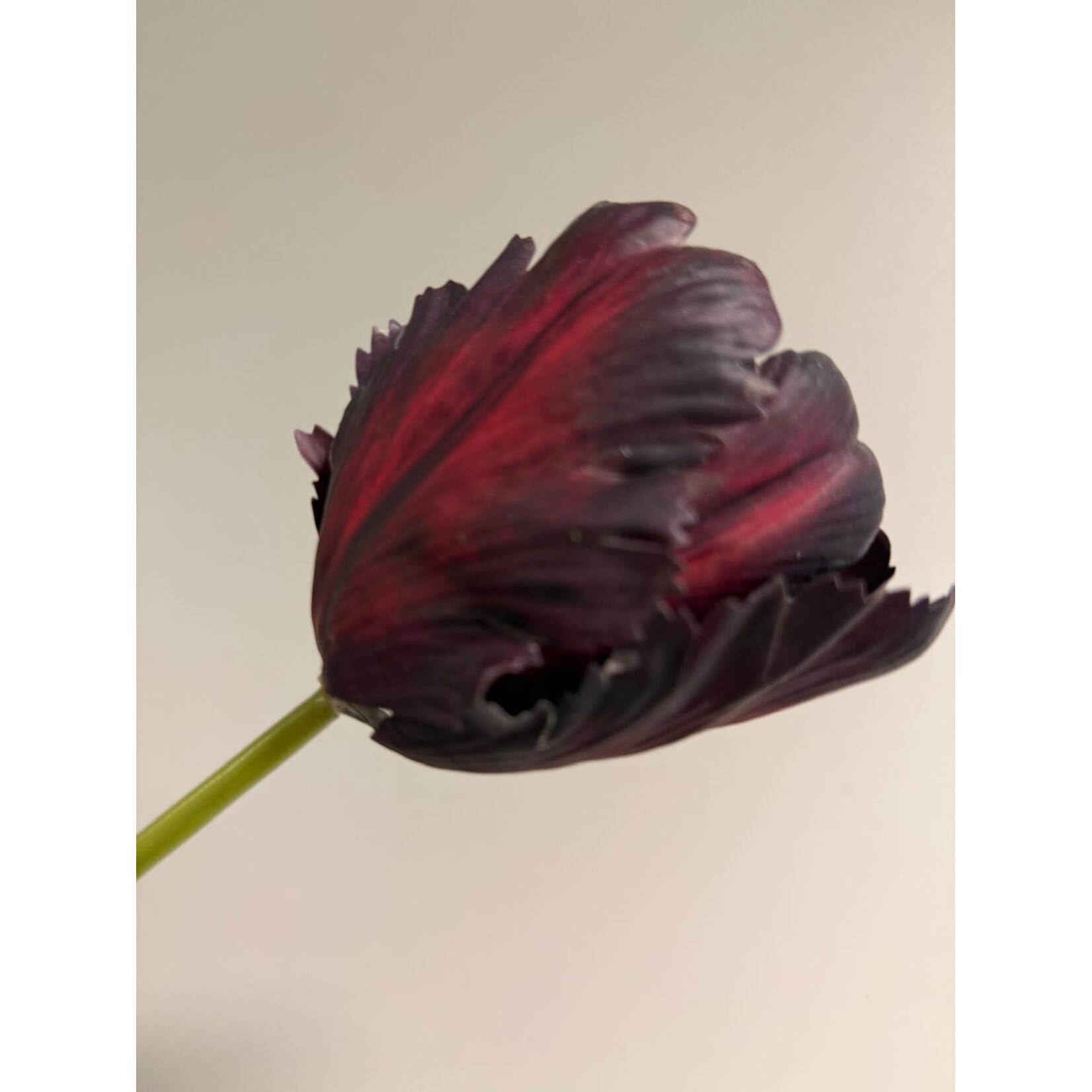 TULIP BLACK HERO | BURGUNDY | 62 CM