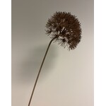 BERENKLAUW | BRUIN | 76 CM