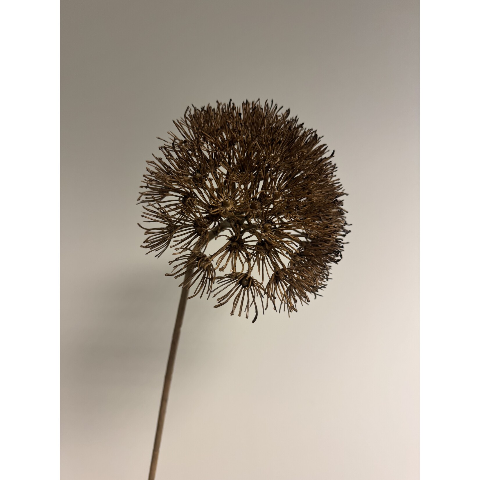 HOGWEED | BROWN | 76 CM
