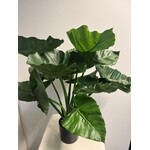 ALOCASIA  PLANT | GREEN | 70 CM