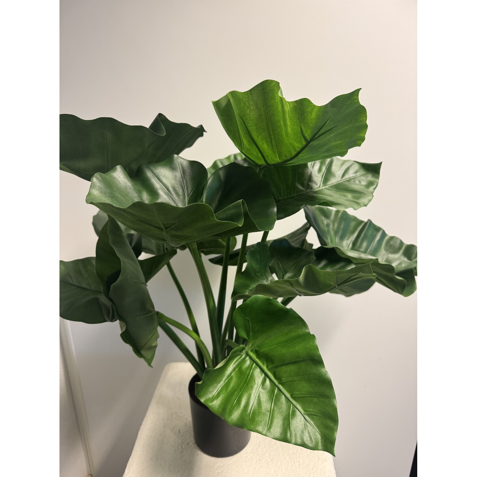 ALOCASIA PLANT | GROEN | 70 CM