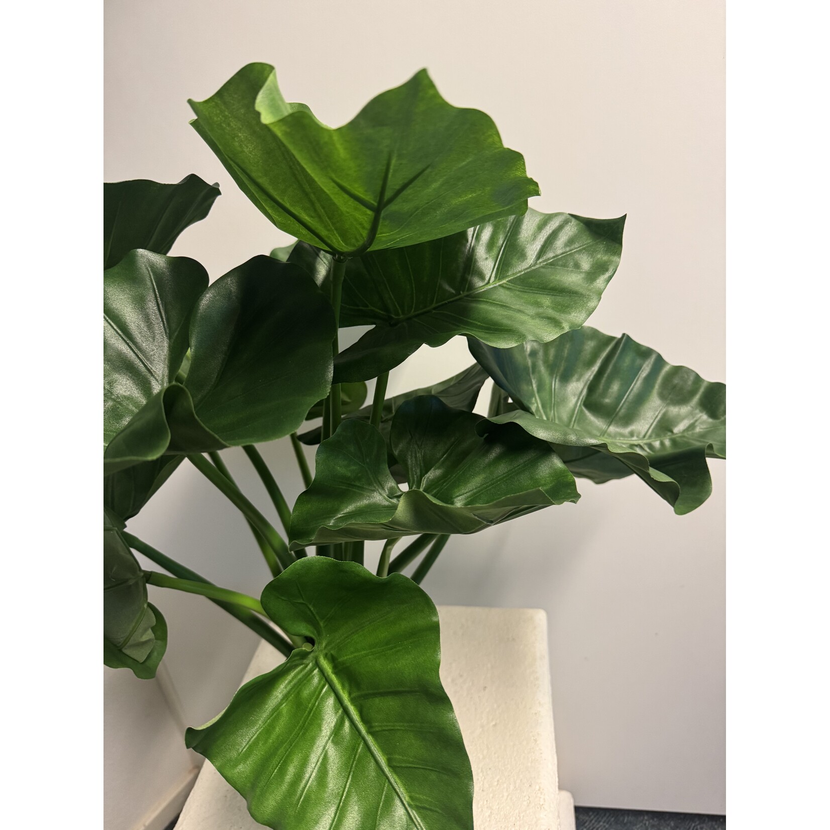 ALOCASIA PLANT | GROEN | 70 CM