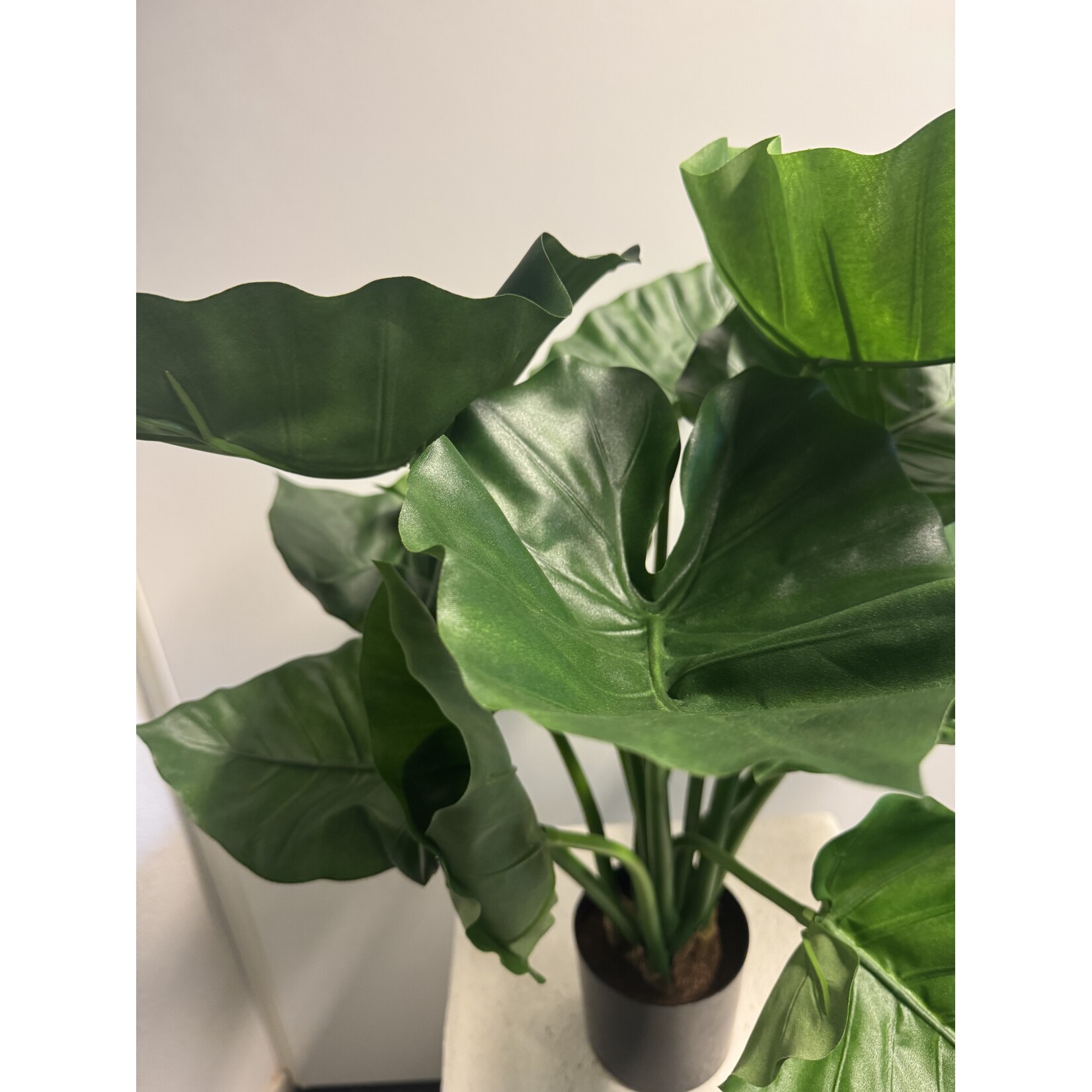 ALOCASIA  PLANT | GREEN | 70 CM