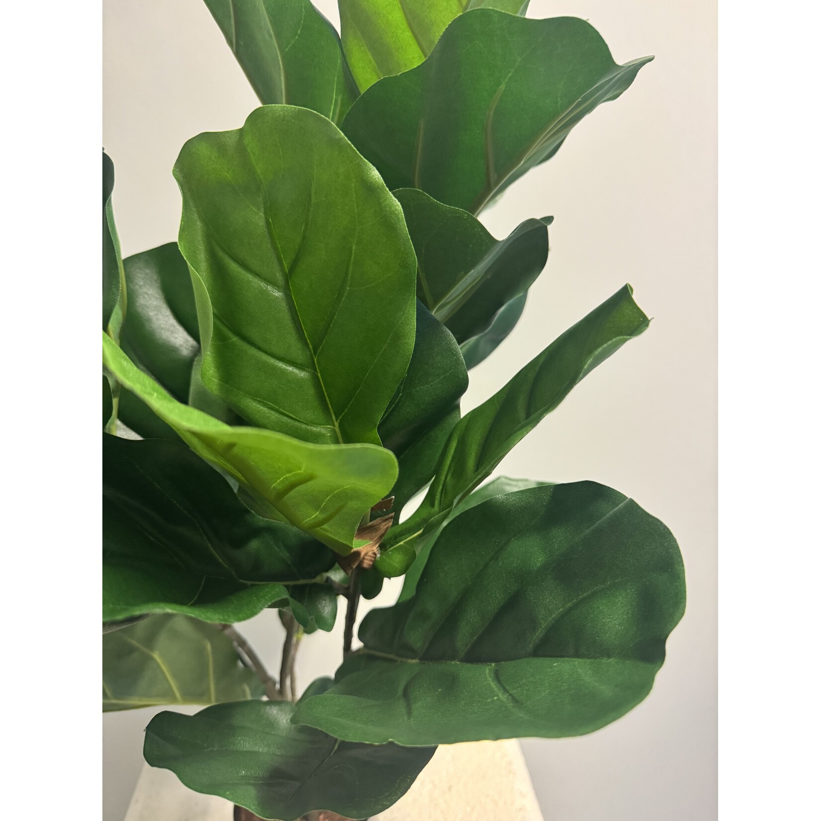 FICUS PLANT | GROEN | 70 CM