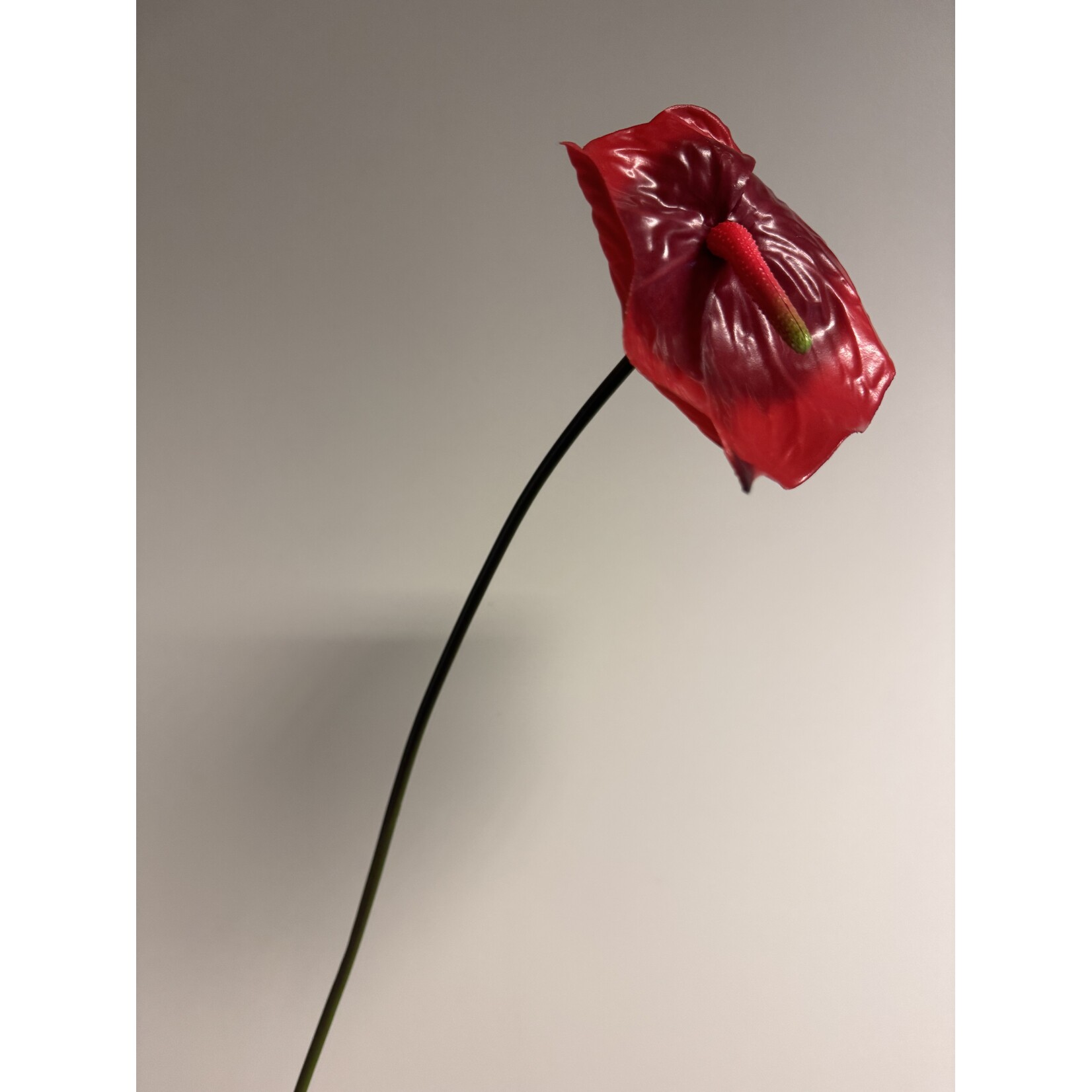 ANTHURIUM ALOHA  | RED | 70 CM