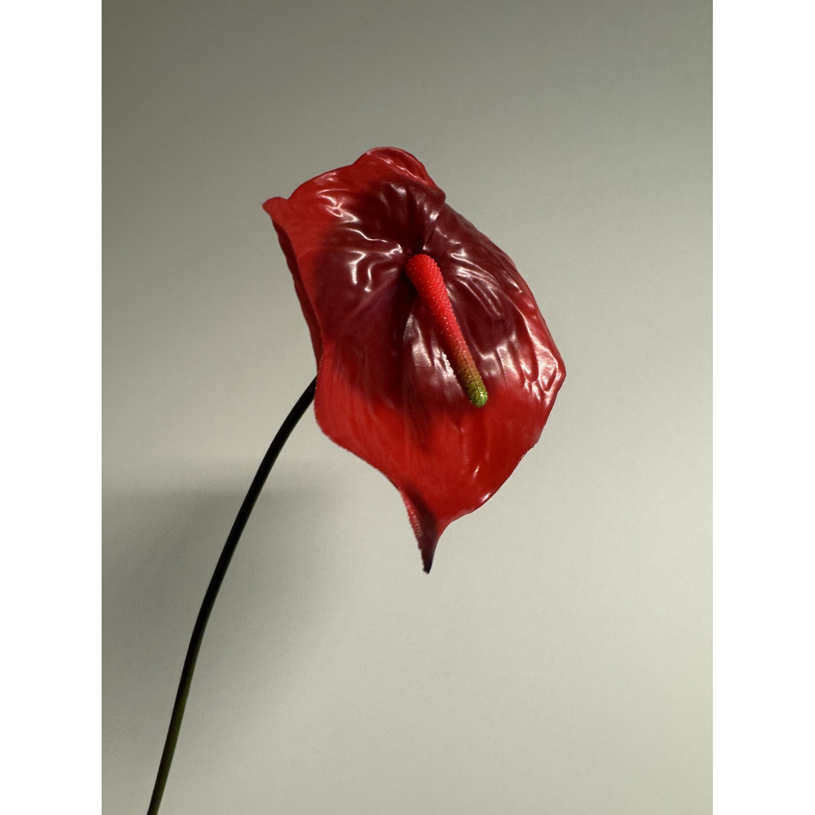 ANTHURIUM ALOHA | ROOD  | 70 CM