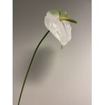 ANTHURIUM  | WHITE | 70 CM