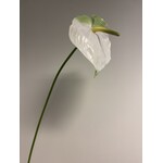 ANTHURIUM  | WIT  | 70 CM