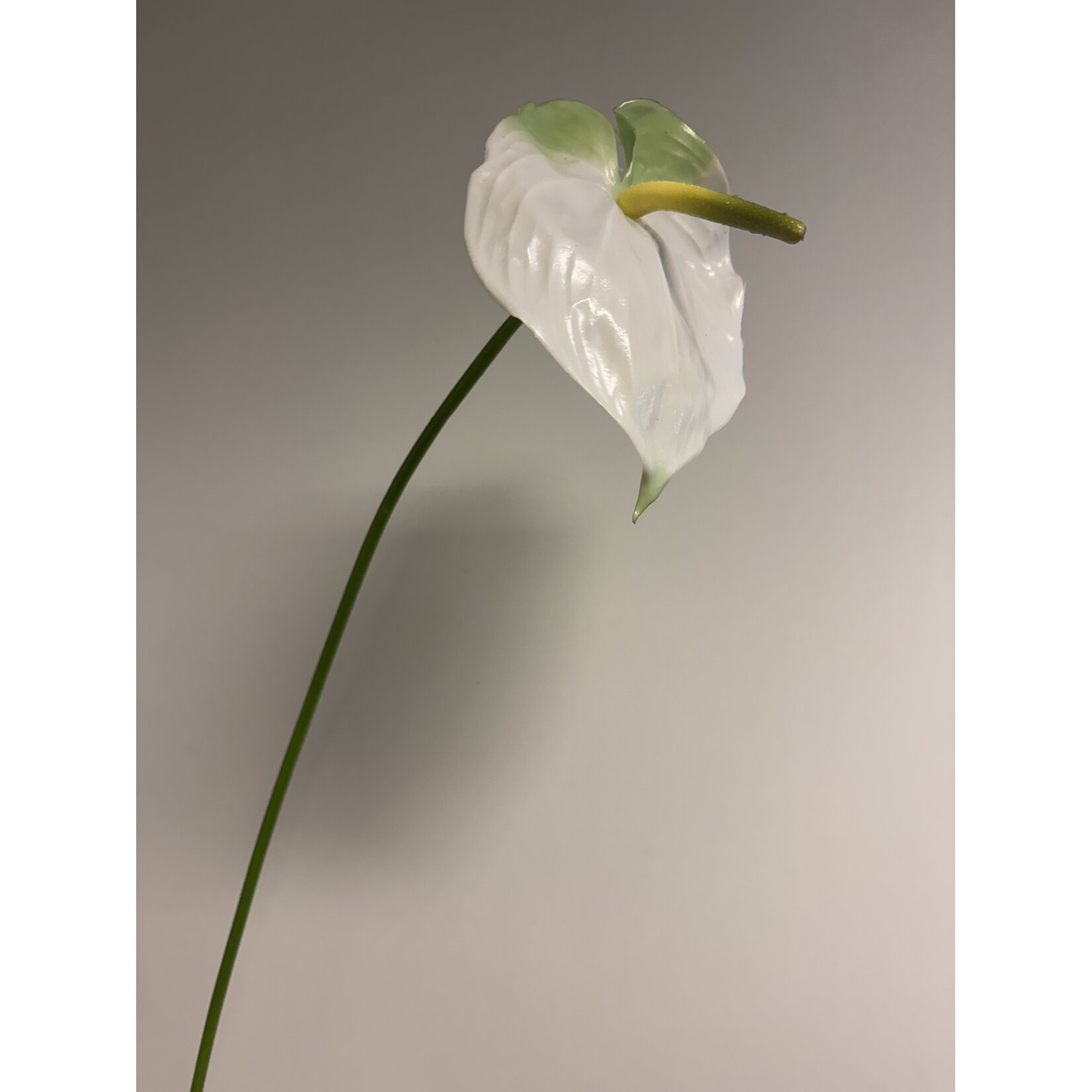 ANTHURIUM WHITE CHAMPION | WHITE | 70 CM