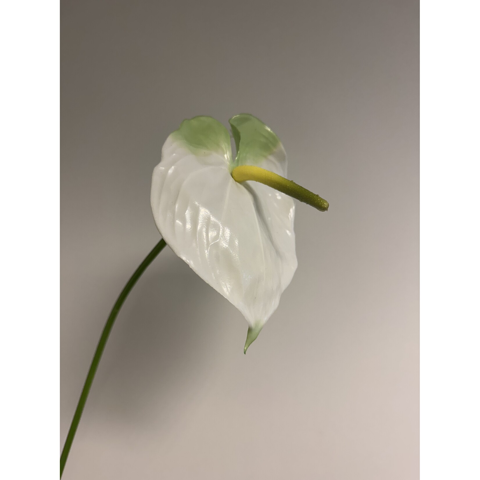 ANTHURIUM WHITE CHAMPION  | WIT | 70 CM