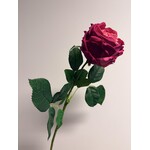 ROOS | FUCHSIA | 60 CM