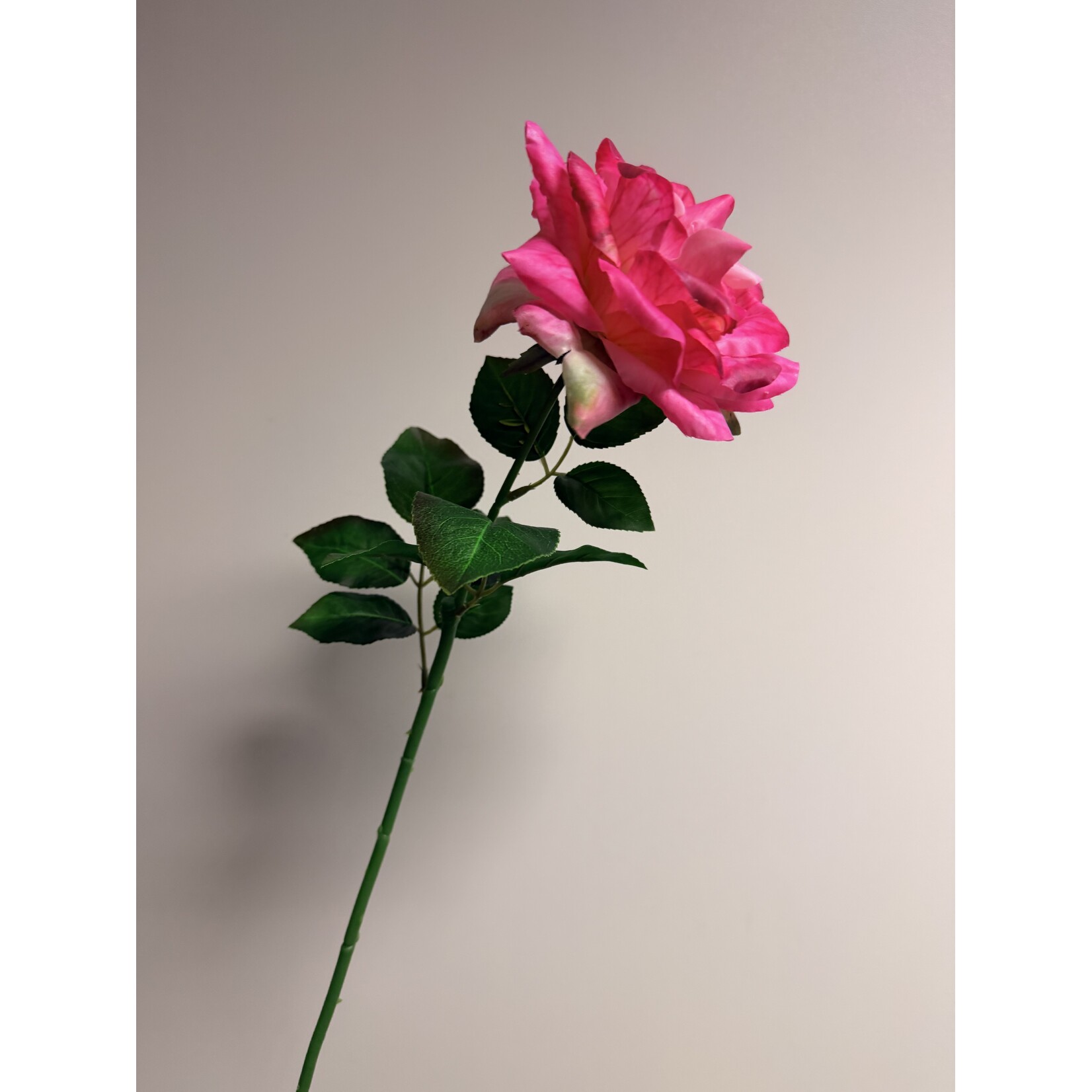 ROSE CRITERION| PINK | 70 CM